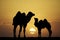 Camels at sunset