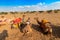 Camels of Thar desert , Rajasthan, India