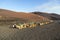 Camels at Timanfaya national park