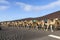 Camels at Timanfaya national park