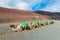 Camels in Timanfaya National Park Lanzarote