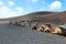 Camels in Timanfaya National Park on Lanzarote.