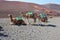 Camels in Timanfaya National Park, Lanzarote, Canary Islands, Spain.