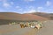 Camels in Timanfaya National Park waiting for tourists
