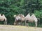 camels together at the zoo