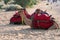 Camels with traditioal dresses, are waiting for tourists for camel ride at Thar desert, Rajasthan, India. Camels, Camelus