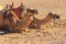 Camels with traditional bedouin saddle in Arabian desert, Egypt