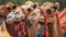 Camels with traditional dresses close up. Generative AI.