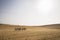 Camels trekking guided tours in Gobi Desert, China. Camel caravan through the sand dunes is a popular activity for tourists