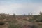 Camels trekking through the outback