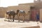 Camels and tuareg in the desert