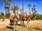 Camels with typical Berber saddles in a Palmeraie near Marrakesh, Morocco. The sahara desert is situated in Africa. Dromedars are