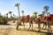 Camels with typical Berber saddles in a Palmeraie near Marrakesh, Morocco. The sahara desert is situated in Africa. Dromedars are