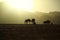 Camels in Wadi Rum desert, Hashemite Kingdom of Jordan