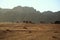 Camels in Wadi Rum desert, Hashemite Kingdom of Jordan