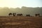 Camels in Wadi Rum desert, Hashemite Kingdom of Jordan