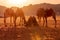 Camels in Wadi Rum desert, Jordan at sunset