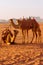 Camels in Wadi Rum desert, Jordan at sunset