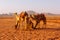 Camels in Wadi Rum desert, Jordan at sunset