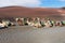 Camels wait for tourists at Timanfaya national park in Lanzarote