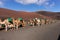 Camels wait for tourists at Timanfaya national park in Lanzarote