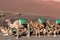 Camels wait for tourists at Timanfaya national park in Lanzarote