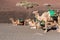 Camels wait for tourists at Timanfaya national park in Lanzarote