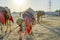 CAmels waiting in desert to provide rides for tourists