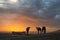 Camels waiting for sunrise in the Sahara Desert