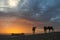 Camels waiting for sunrise in the Sahara Desert