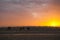 Camels waiting for sunrise in the Sahara Desert