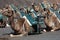 Camels waiting for tourists, Lanzarote