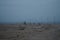 Camels walk along the coast of the Gulf of Aqaba in the Red Sea. Dahab, South Sinai Governorate, Egypt