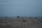 Camels walk along the coast of the Gulf of Aqaba in the Red Sea. Dahab, South Sinai Governorate, Egypt