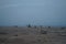 Camels walk along the coast of the Gulf of Aqaba in the Red Sea. Dahab, South Sinai Governorate, Egypt