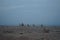 Camels walk along the coast of the Gulf of Aqaba in the Red Sea. Dahab, South Sinai Governorate, Egypt