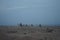 Camels walk along the coast of the Gulf of Aqaba in the Red Sea. Dahab, South Sinai Governorate, Egypt