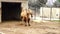 Camels walk in the paddock.