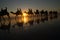 Camels walking along sunset