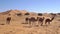 Camels are walking through a desert with high sand dunes on background in Erg Chebbi desert in Morocco, Africa.