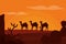 Camels walking on desert silhouette