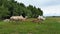 Camels walking in the field. Camels in the pasture