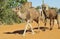 Camels walking in the Sahara village