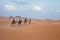 Camels walking on sand dunes during sunset in Erg Chebbi desert, near Merzouga, Sahara Desert