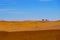 Camels walking through Zagora desert in Morocco, Africa