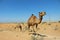 Camels wander the deserts in UAE