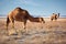 Camels on winter desert