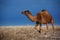 Camels on winter desert