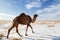 Camels on winter desert