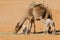 Camels with young calves